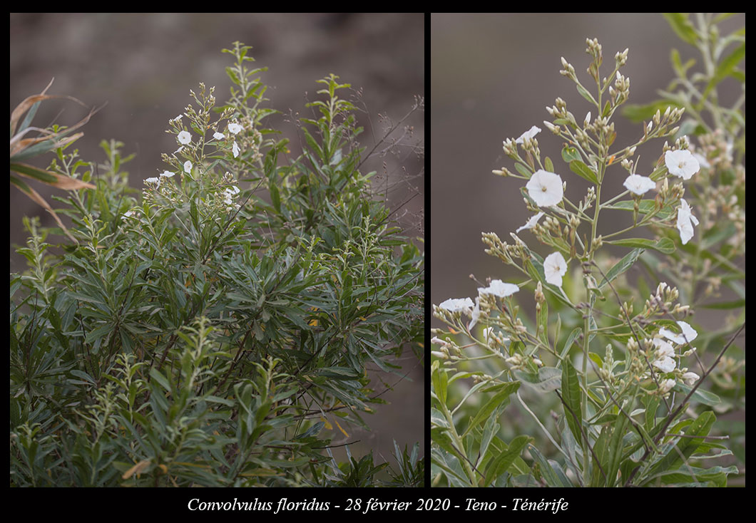 Convolvulus floridus